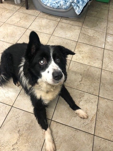 Black and white Border Collie dog looking up, lying on a tiled floor.