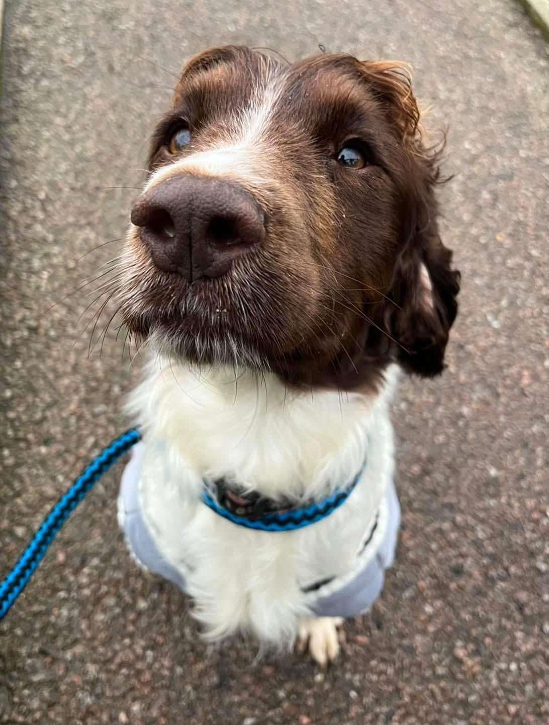 dog 12