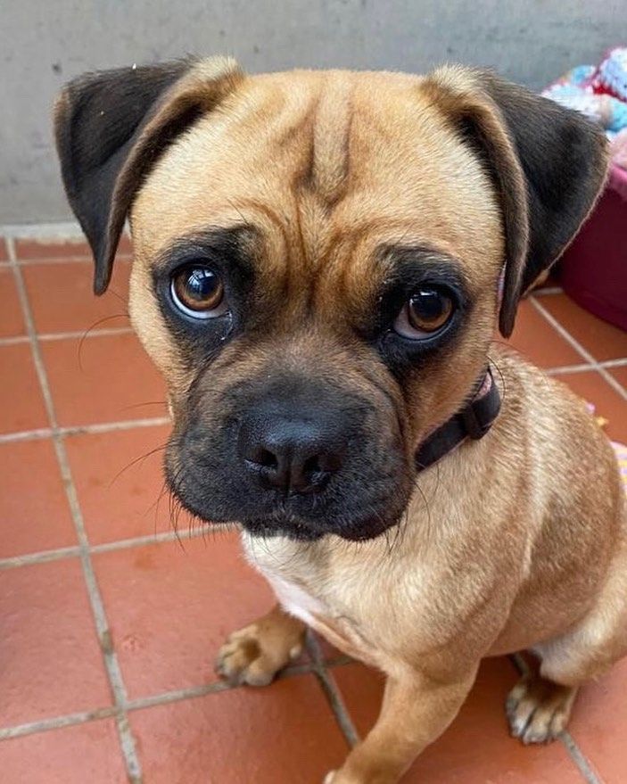 dog 40