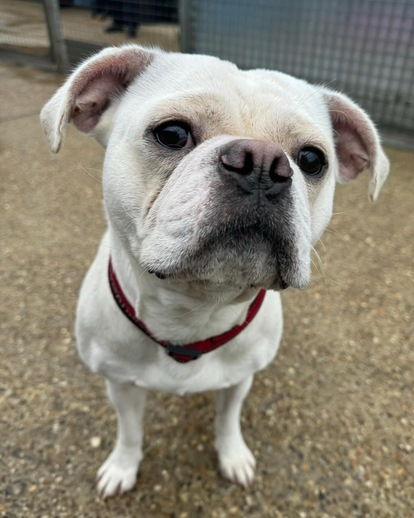 dog 35