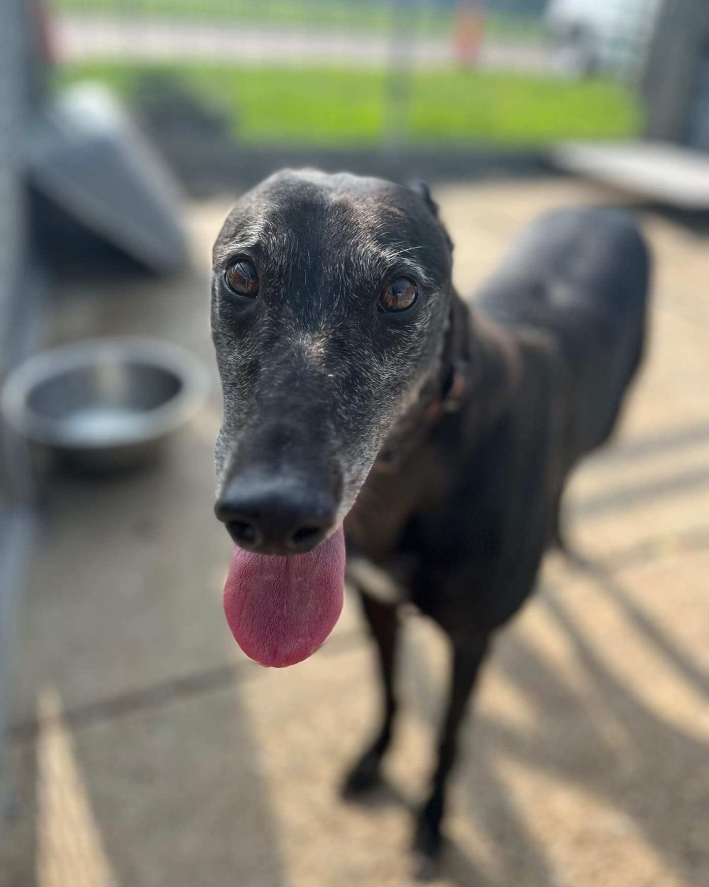dog 41