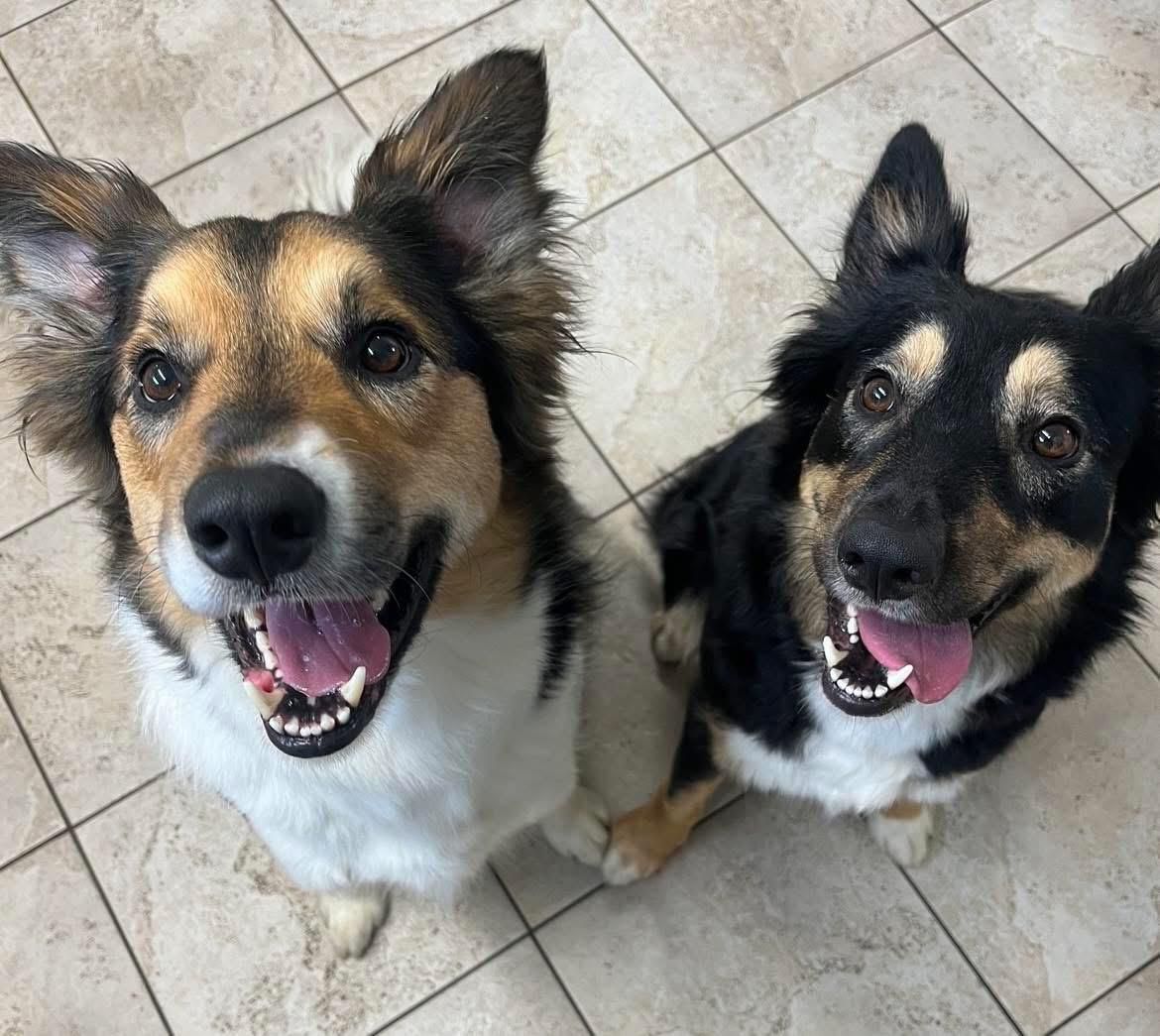 dog 20