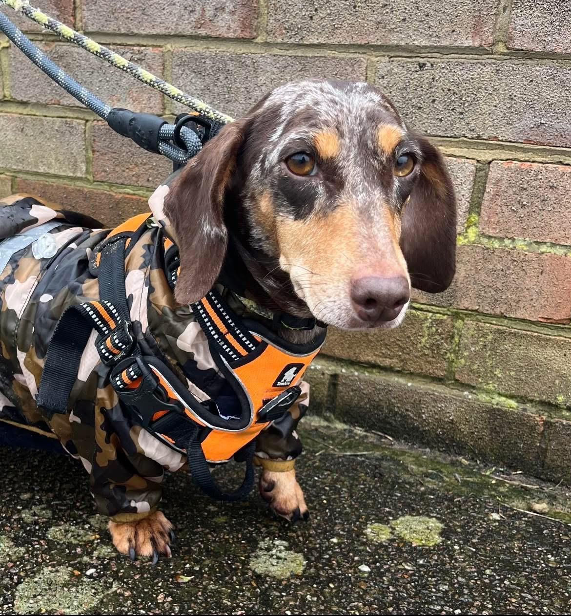 dog 15