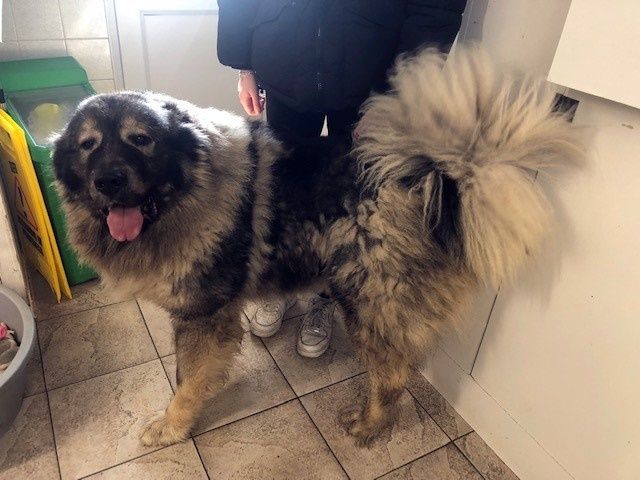 Large, fluffy dog with a black and tan coat, standing indoors with a person in the background.