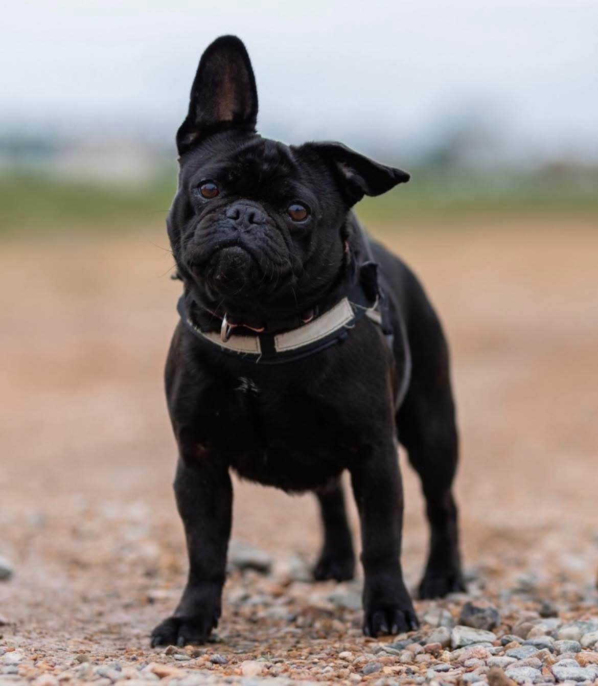 dog 36