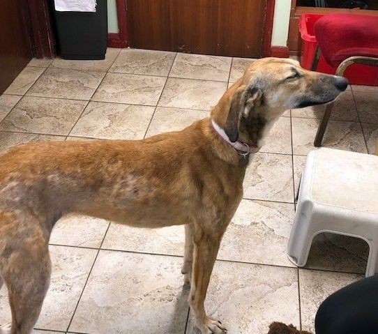 Tan dog with pink collar standing on tiled floor, eyes closed, possibly sniffing.