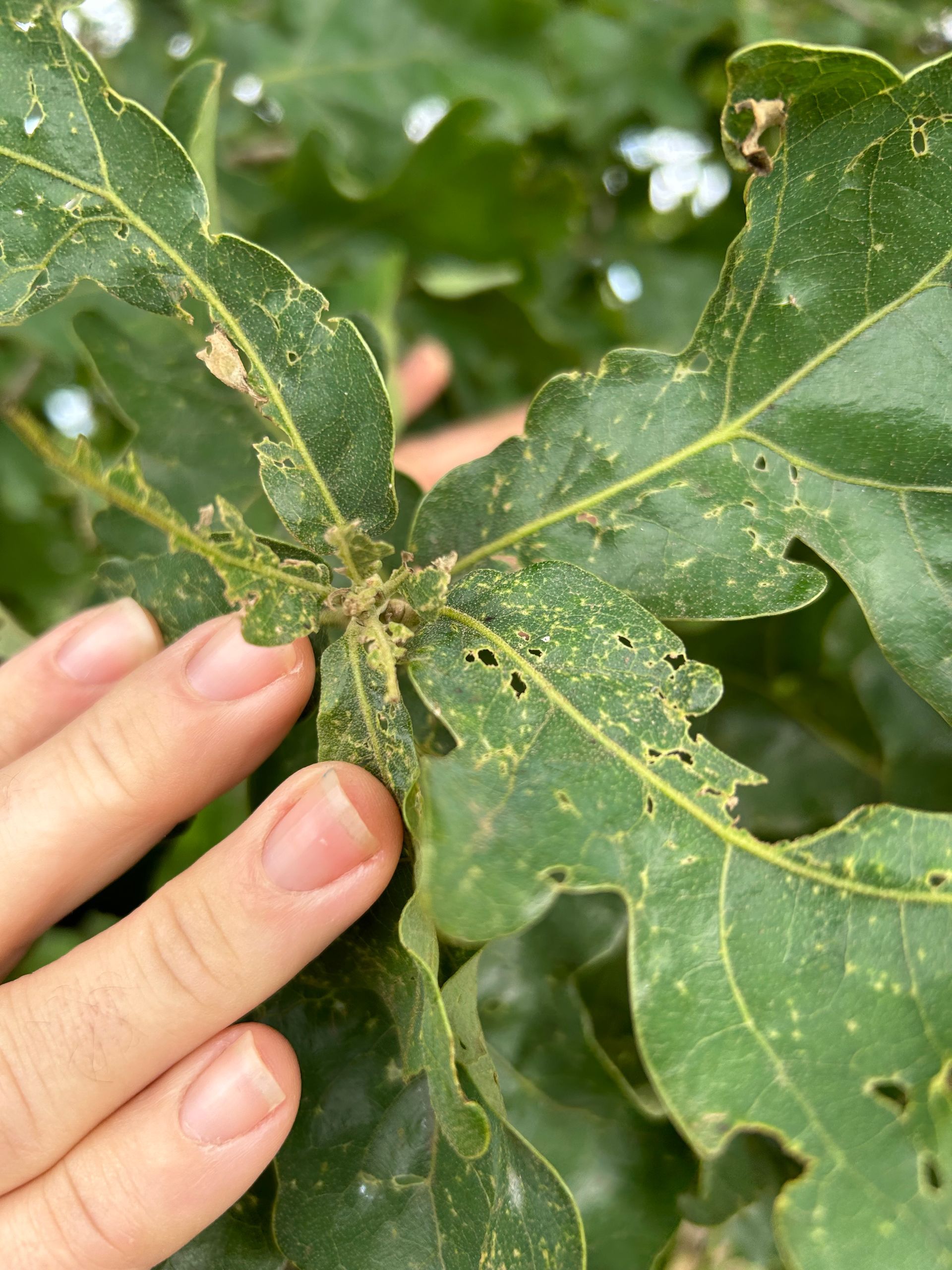 Sick and Dying Tree Treatments | Oklahoma City | Arbor Care Experts - A person is holding a green leaf with holes in it.