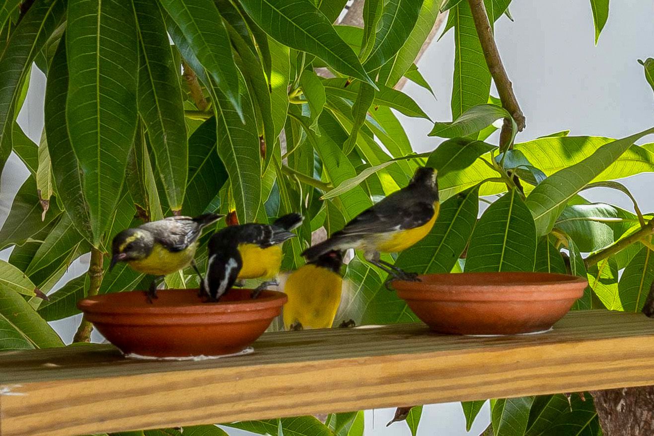 Gele en grijze vogels zaten op een houten richel en dronken uit bruine kommetjes, te midden van groene bladeren.
