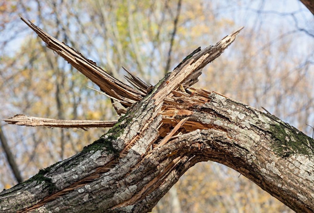 A close up of a broken tree branch in the woods.