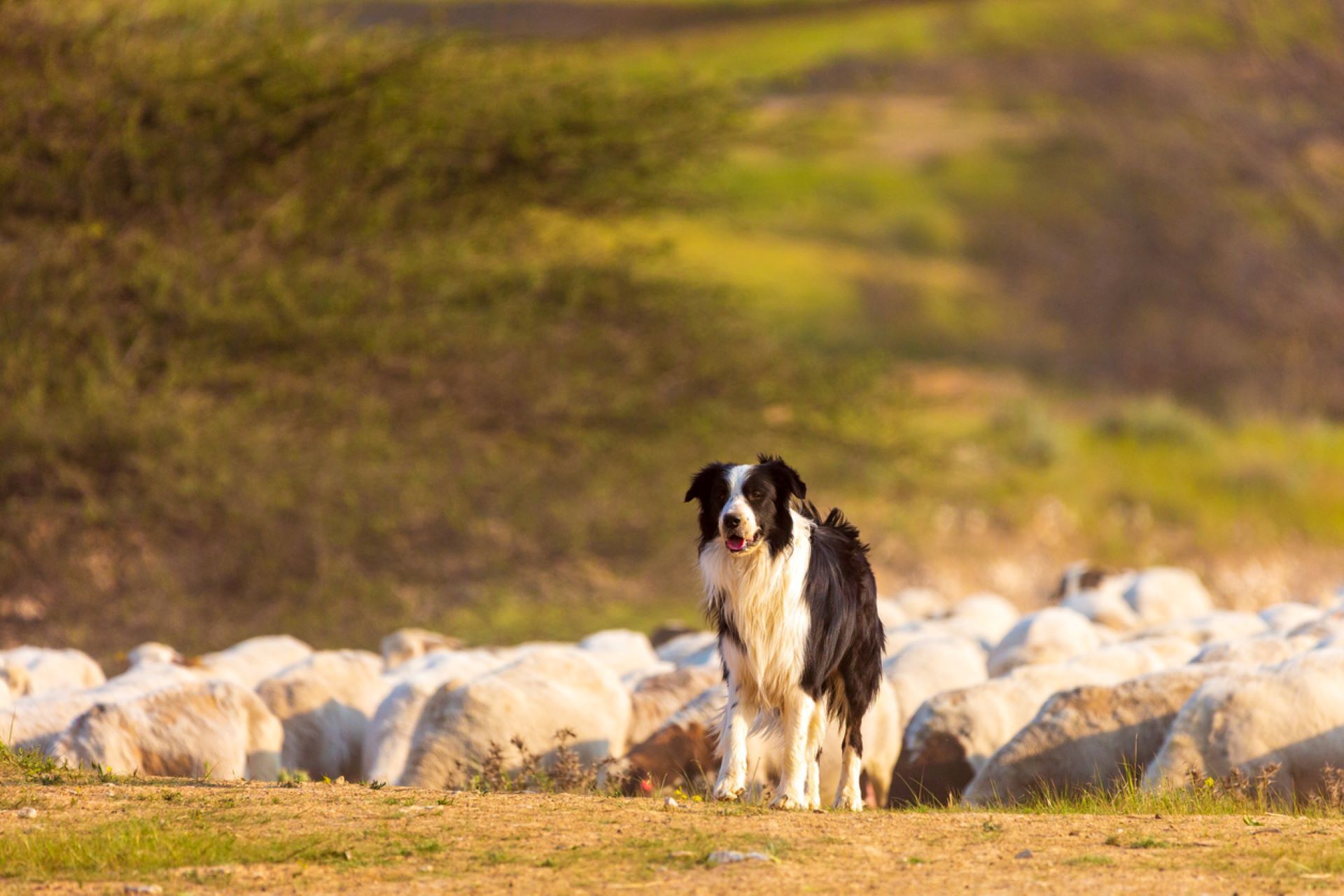 Border Collie herding sheep on a hillside, black and white dog.
