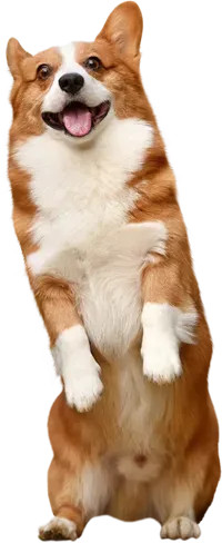 A standing corgi dog with a happy expression and mouth open. White and brown fur.