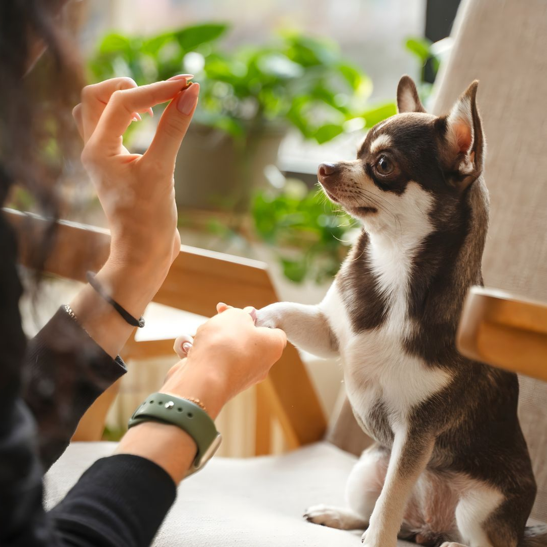 Chihuahua dog giving a paw to a person, receiving a treat. Indoors, natural light. Brown and white dog, green watch.