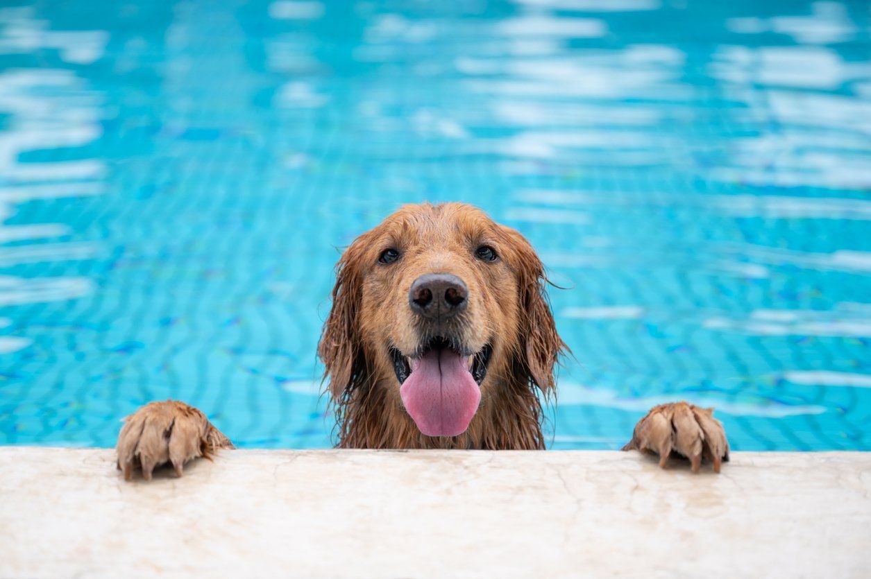 Golden Retriever dog in swimming pool, paws on edge, smiling with tongue out.