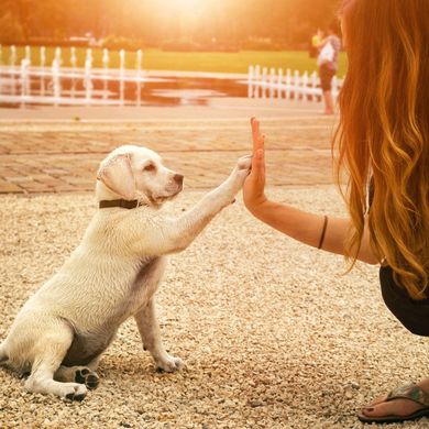 Dog giving a high-five to a person outdoors near a fountain, both in sunlight.