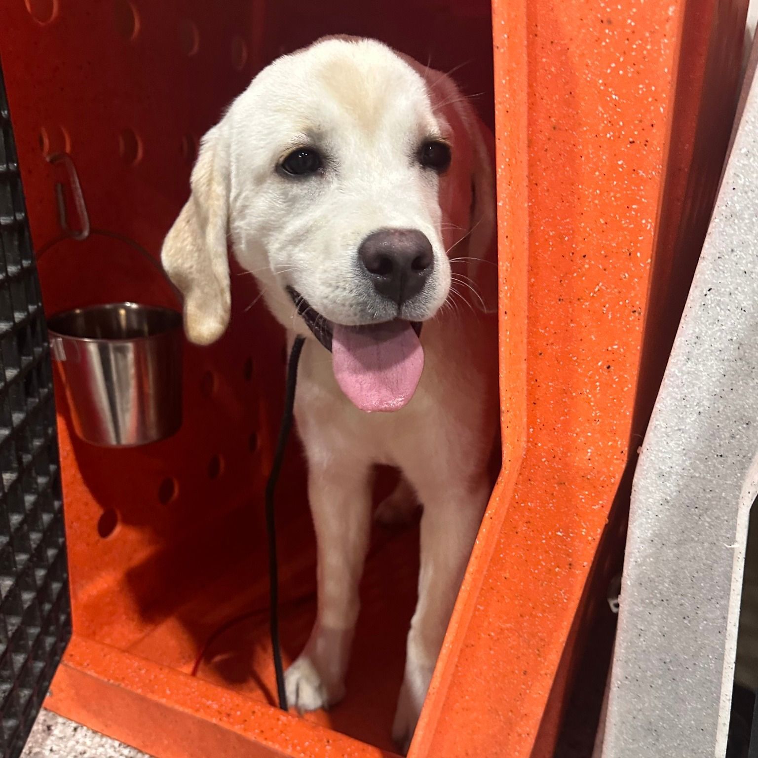 White dog with floppy ears and pink tongue panting, inside an orange cubby with a metal water bowl.