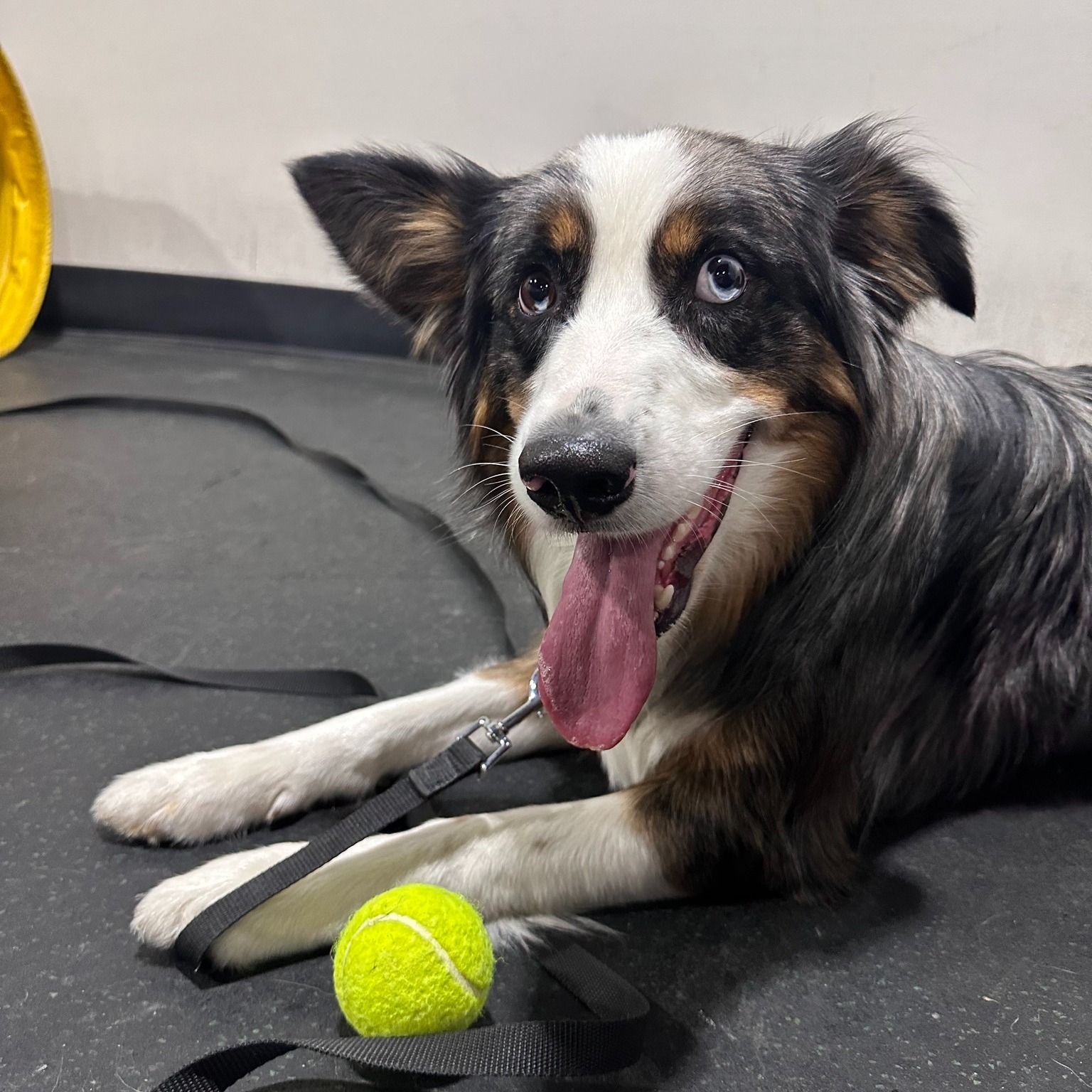 Australian Shepherd dog with blue eyes, panting and lying next to a tennis ball, on a black mat.
