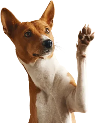 Basenji dog with a brown and white coat, raising its paw.