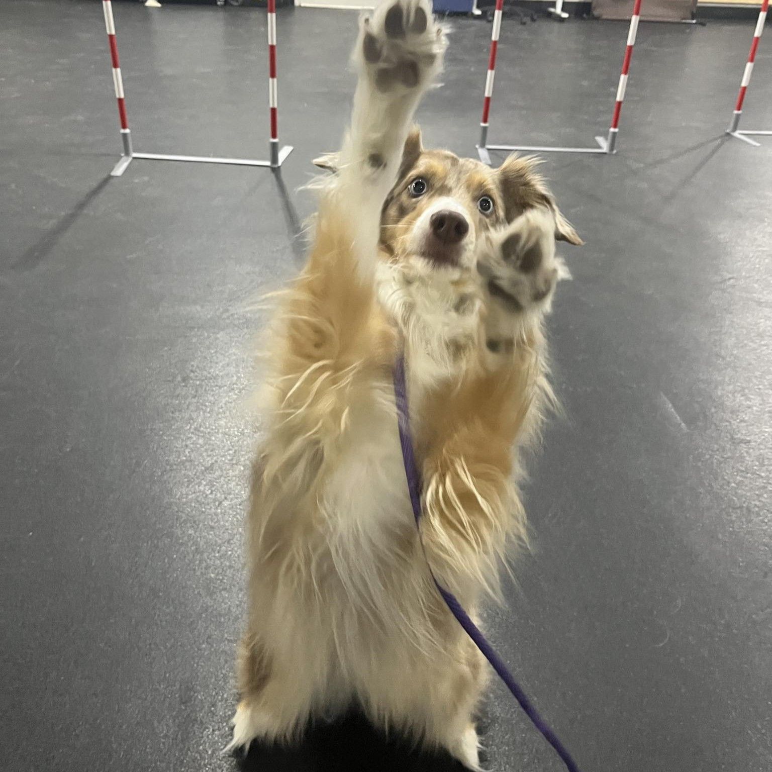 Dog in an agility class, standing on hind legs and raising a paw in front of jumps.