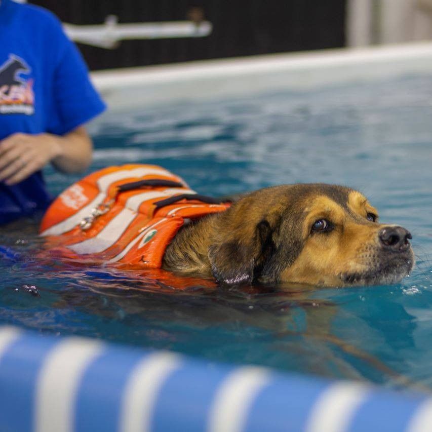 Dog in a life vest swims in a pool, blue water, looking up. Person wearing blue shirt in background.