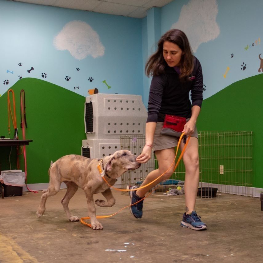 Woman training a puppy indoors with orange leash, treats, and dog crates.
