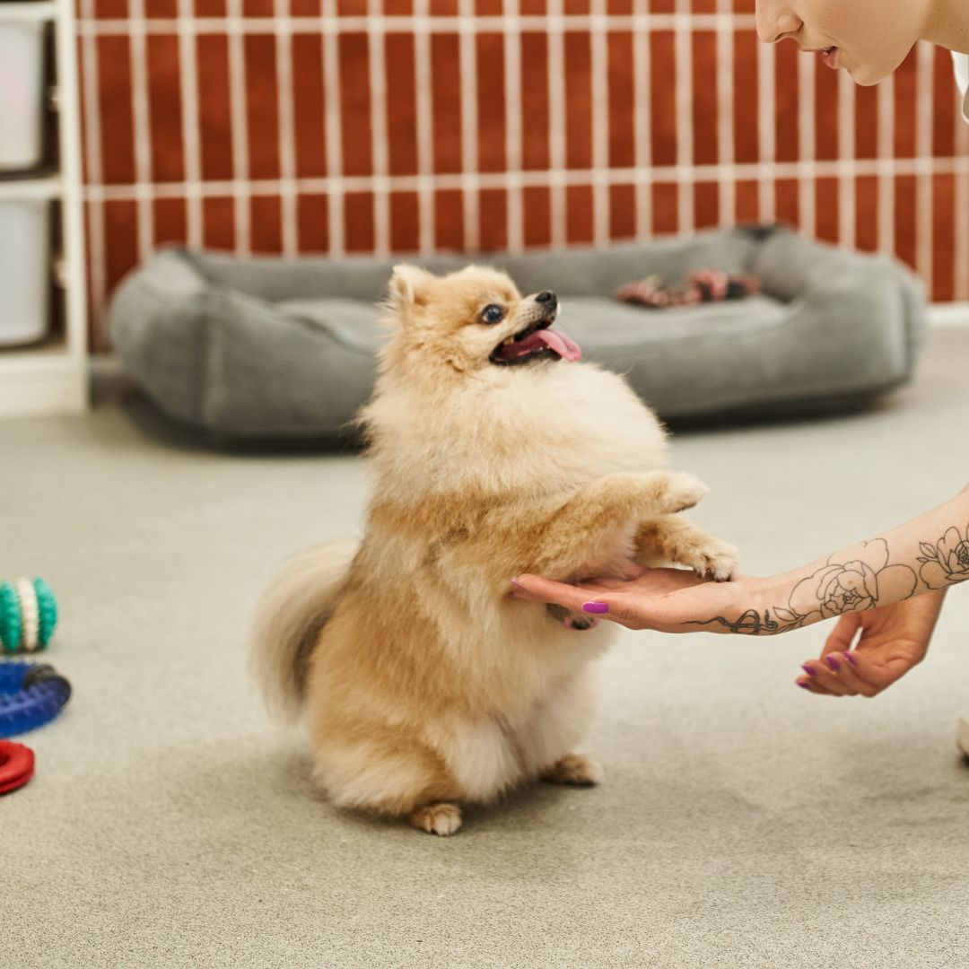 Pomeranian dog standing on hind legs, paws on person's hand, tongue out, in a room with a dog bed and toys.