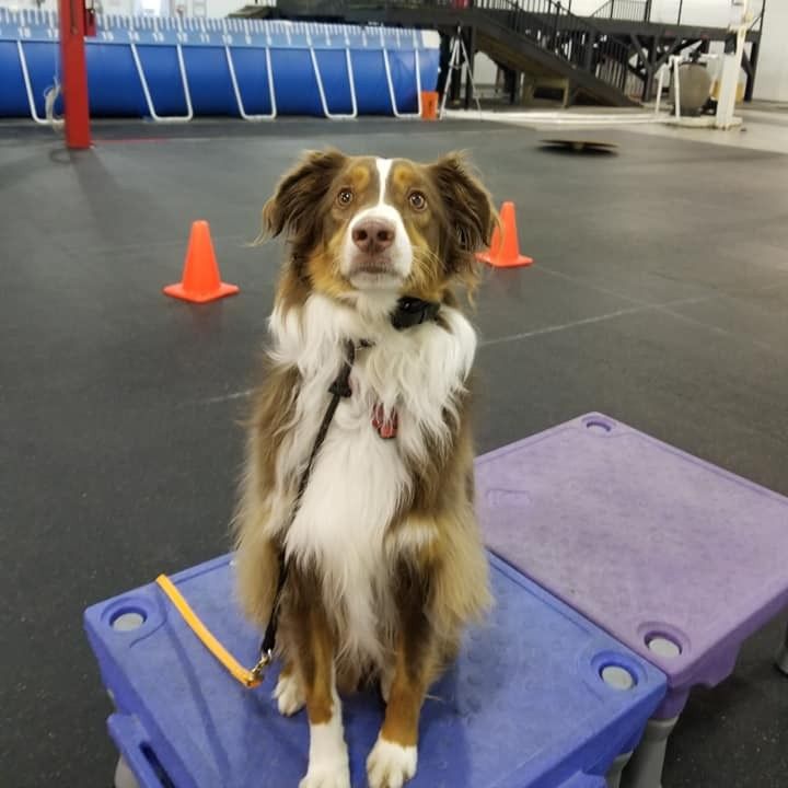 Brown and white dog sitting on blue platform, looking up, with orange cones in the background.