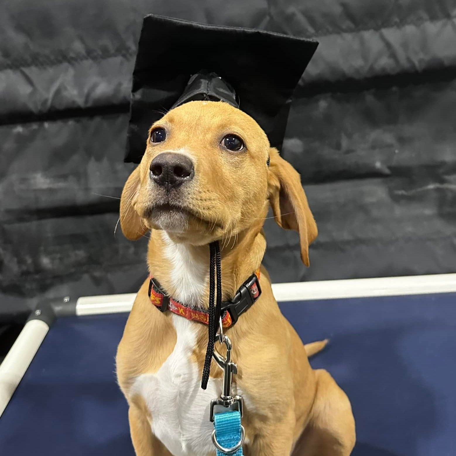Dog wearing a graduation cap sitting on a blue mat, wearing a purple leash, looking forward.