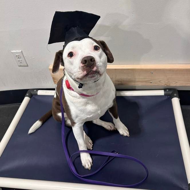 Dog wearing a graduation cap sitting on a blue mat, wearing a purple leash, looking forward.