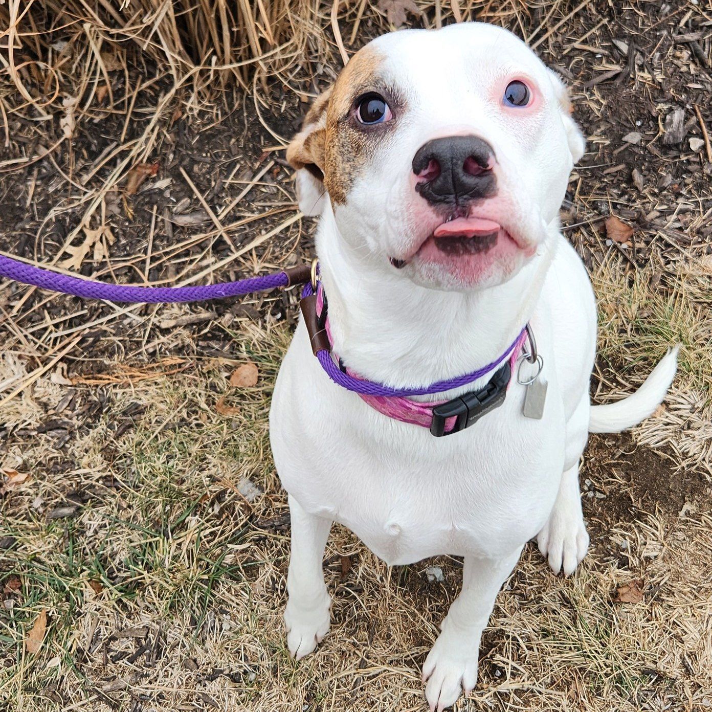 White dog with brown spots, pink tongue out, wearing a purple collar and leash, sitting on grass.