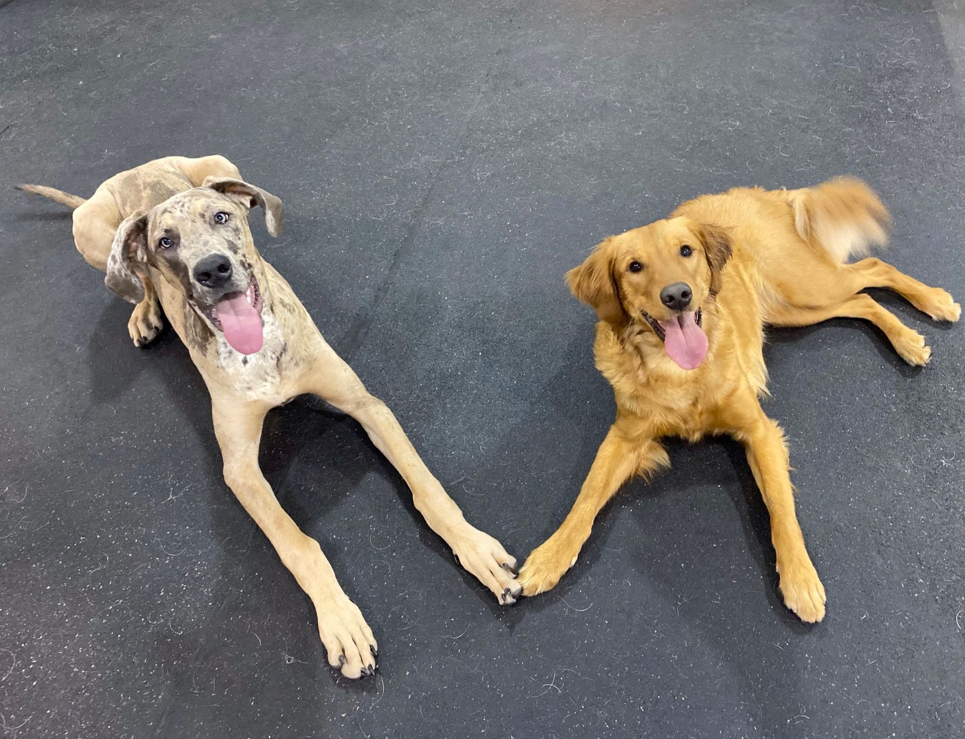 Two dogs, one spotted, one golden, lie side-by-side with paws touching. They are smiling on a dark floor.