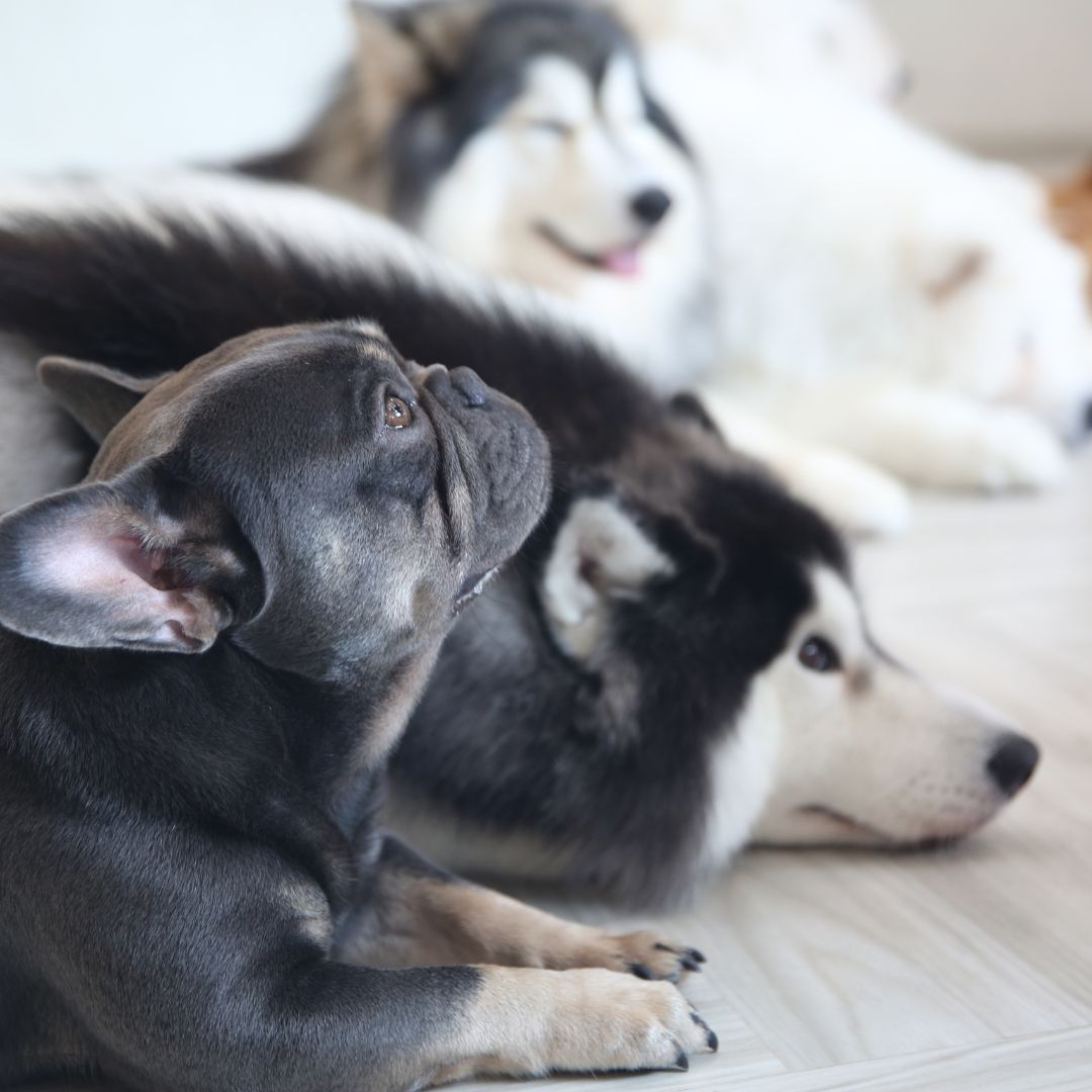 A French bulldog puppy looks up with three other dogs lying down, all on a light wood floor.