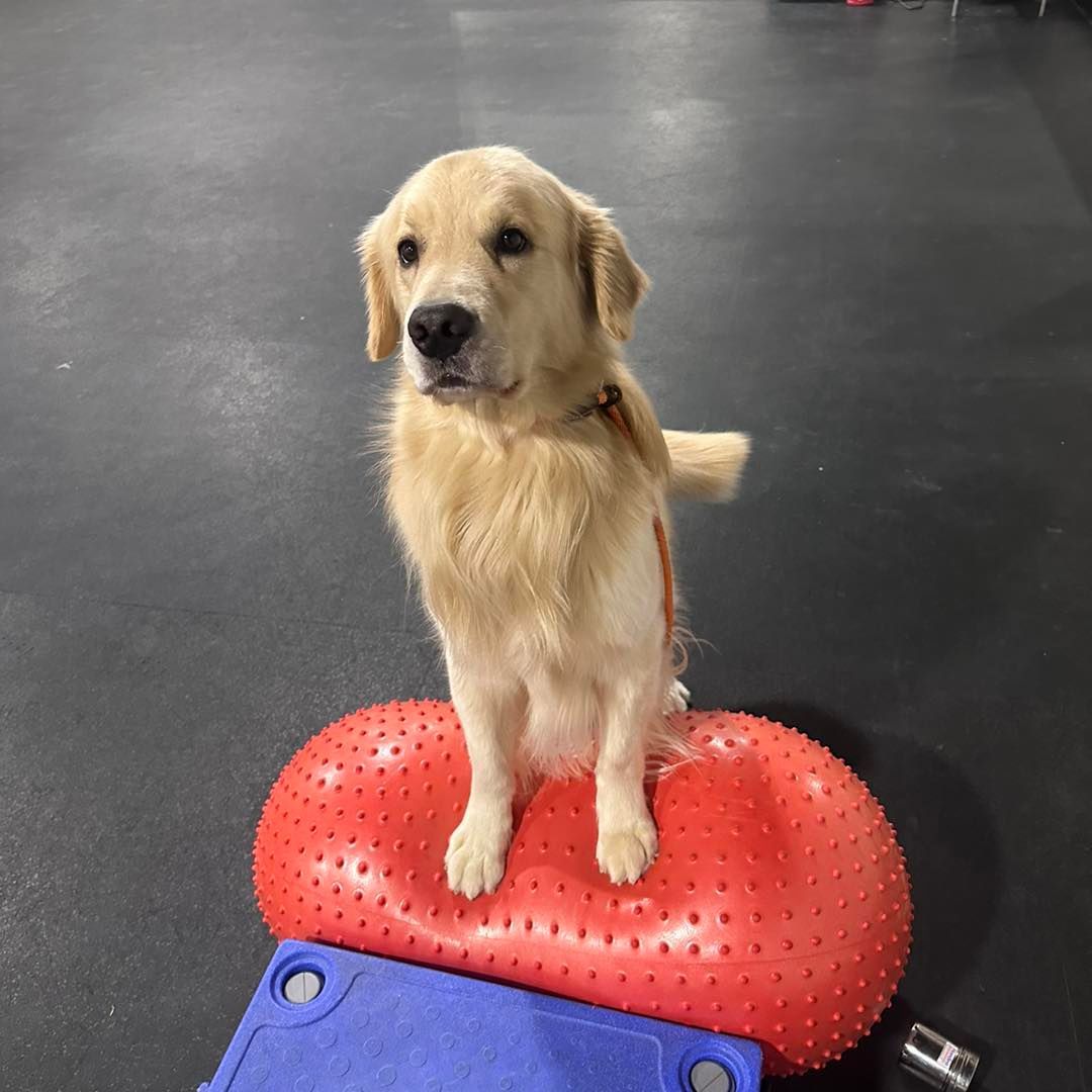 Golden retriever balancing on a red exercise peanut in a gym.