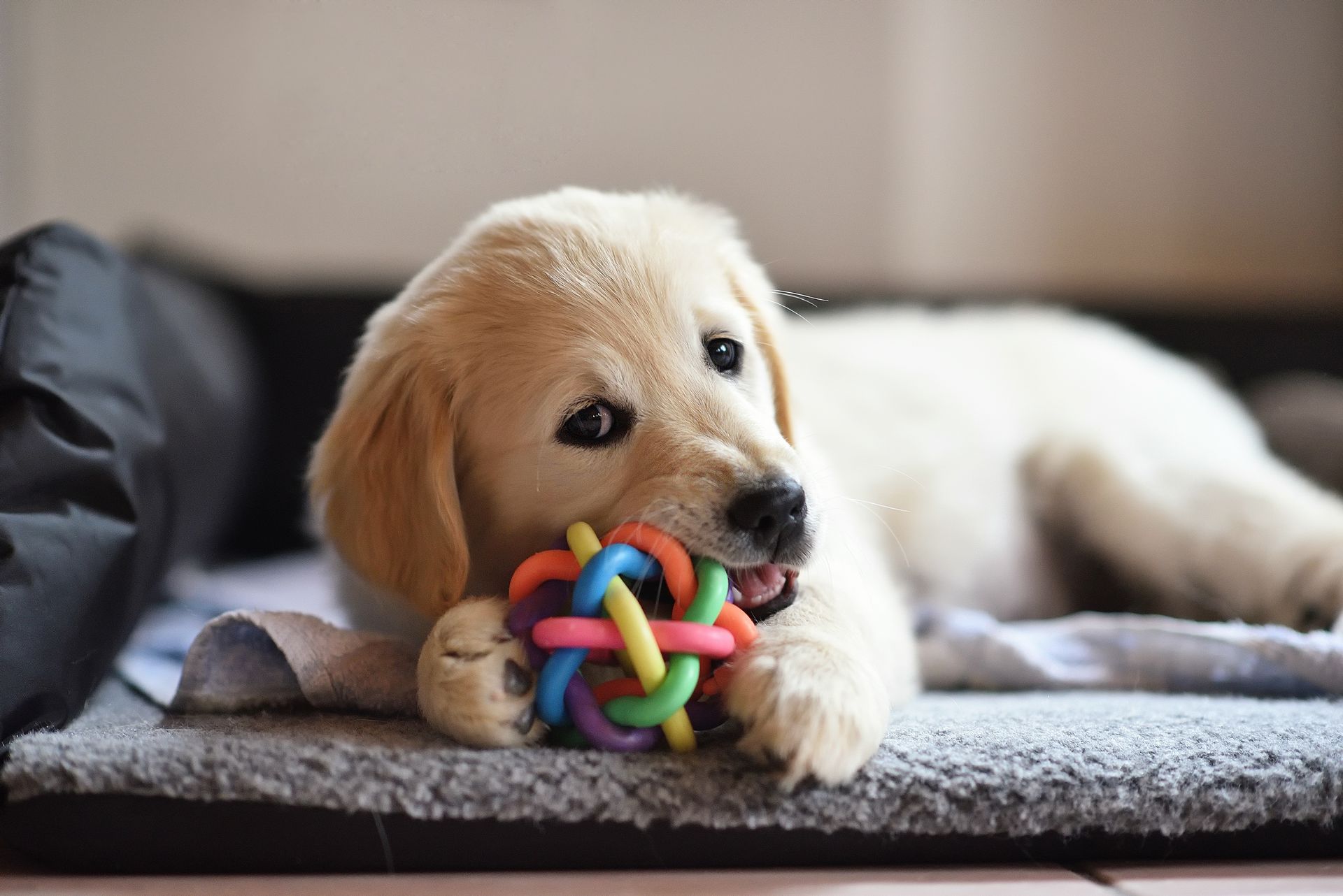 Golden retriever puppy chewing a colorful ball on a gray mat.
