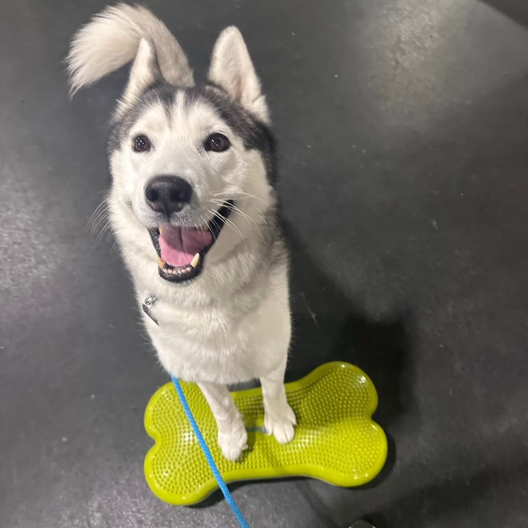 Happy husky standing on a bright yellow bone-shaped balance pad on a dark floor.