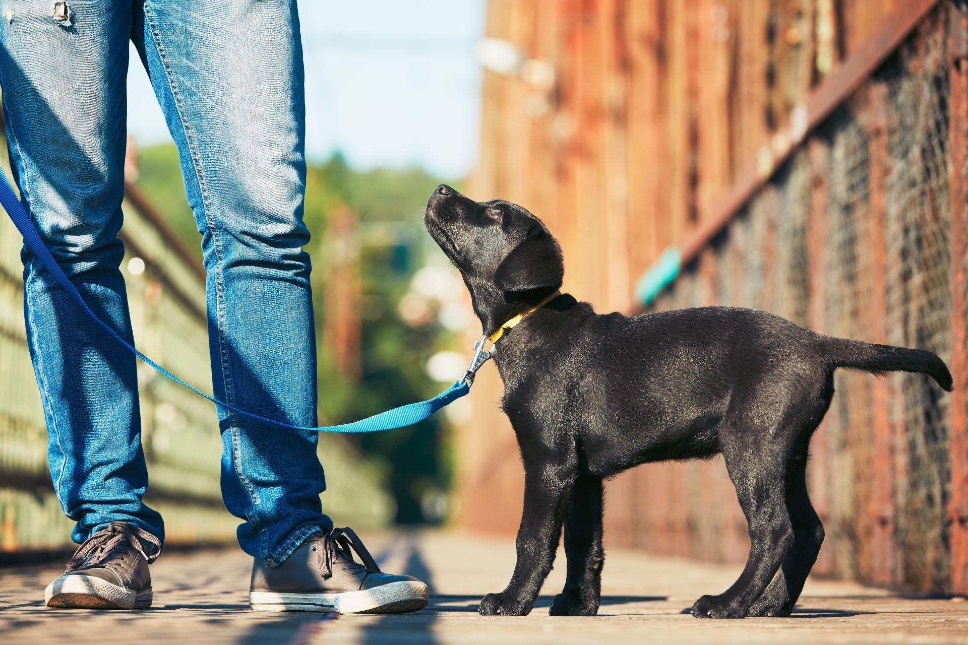 Black puppy on a leash looks up at person's legs, on a boardwalk with rusty metal background.