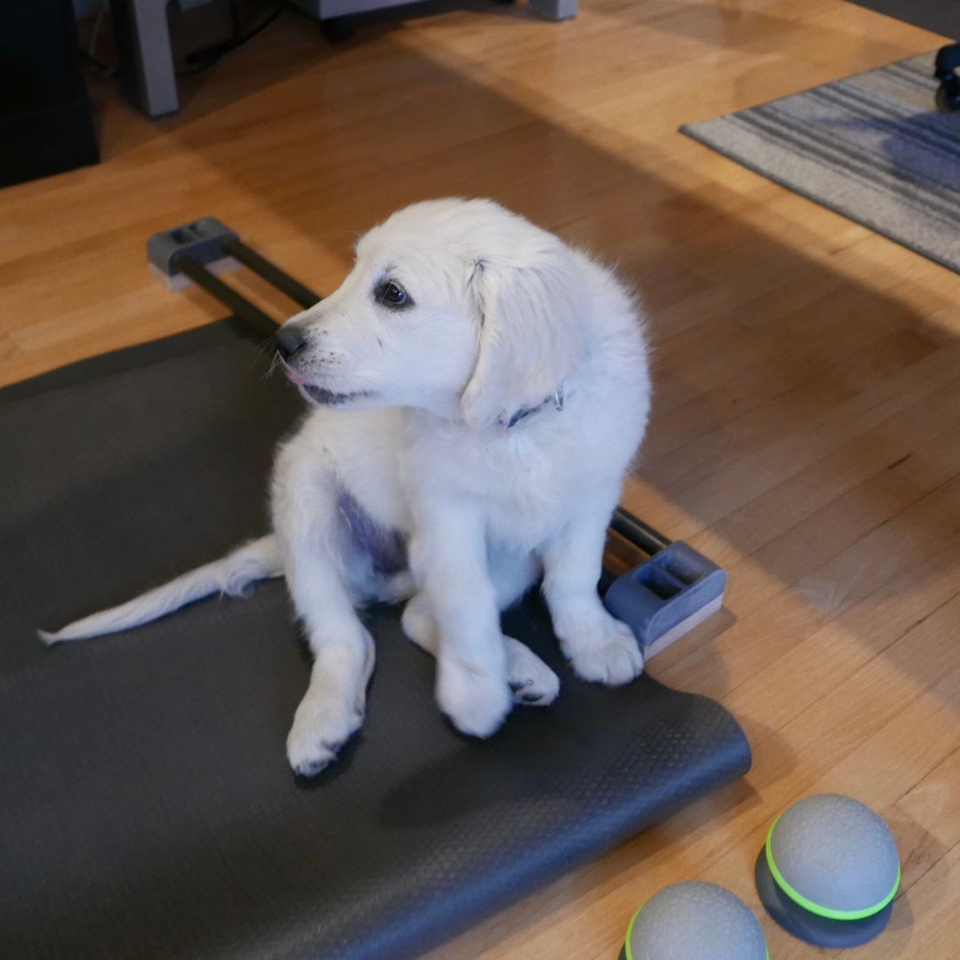 White puppy sits on a treadmill, looking to the side. Wooden floor, gray mat, and exercise balls are visible.