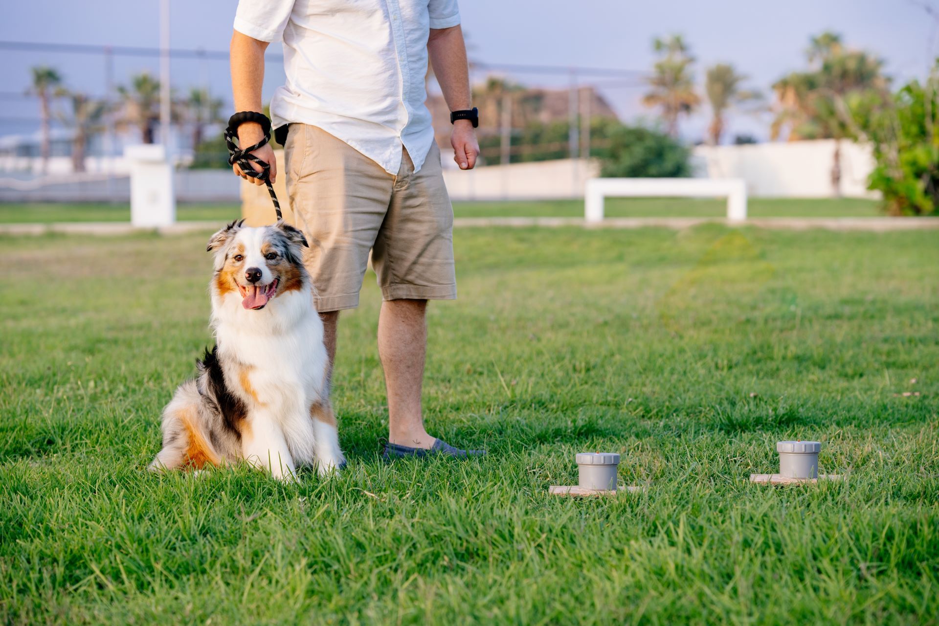 Person standing with a dog on a grassy park lawn near two cups