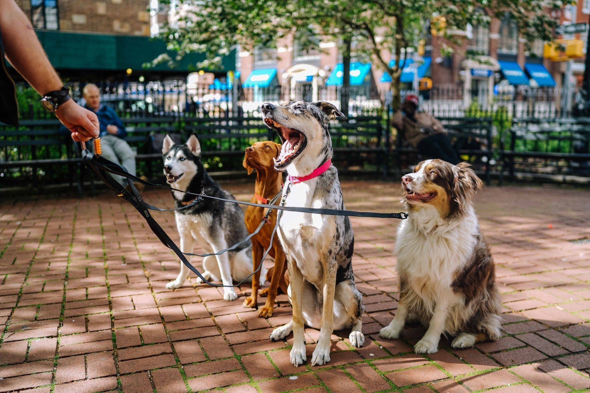 Four dogs on leashes in a city park; a person holds the leashes. One dog yawns.