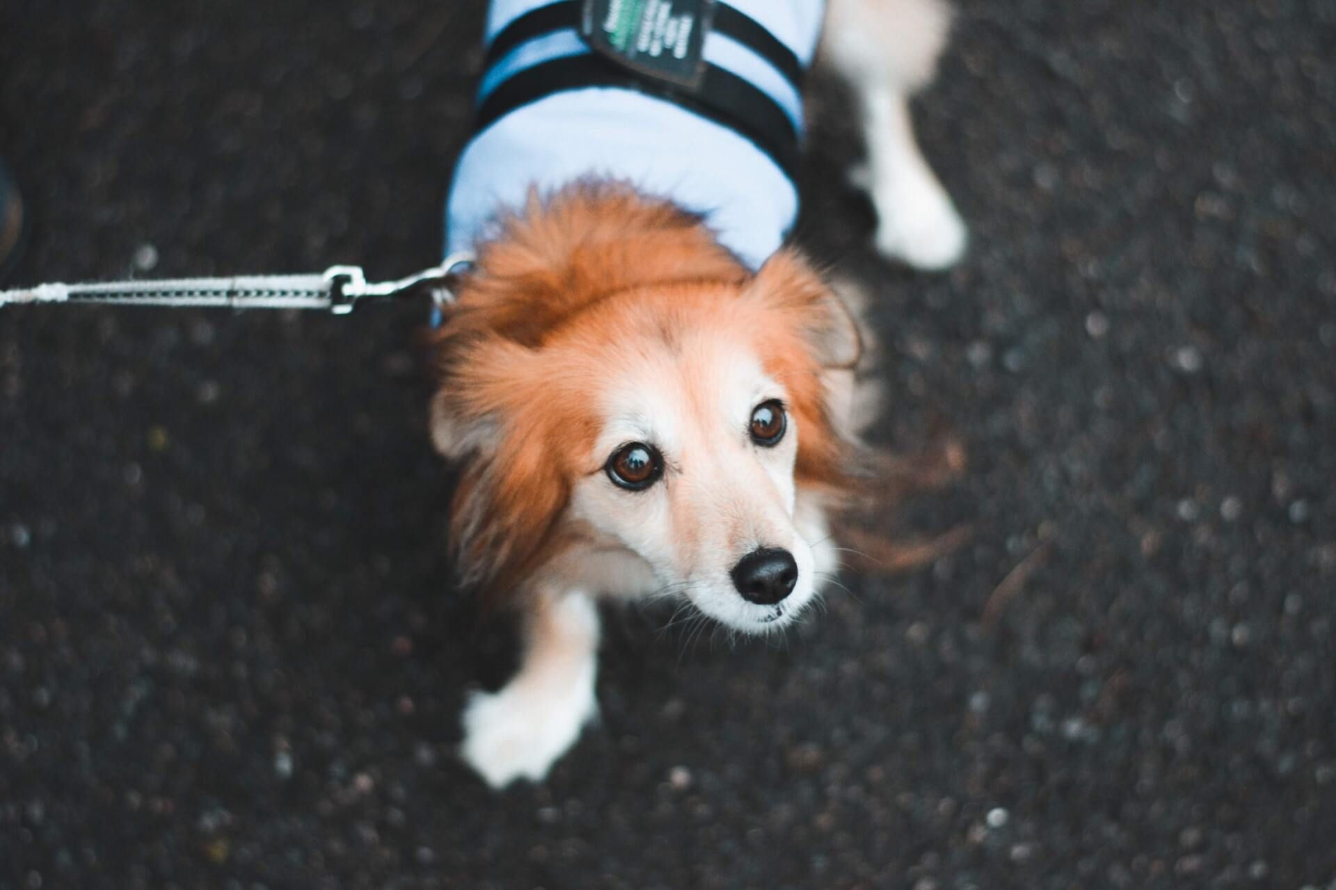 Small, tan dog wearing a blue sweater and looking up at the camera.