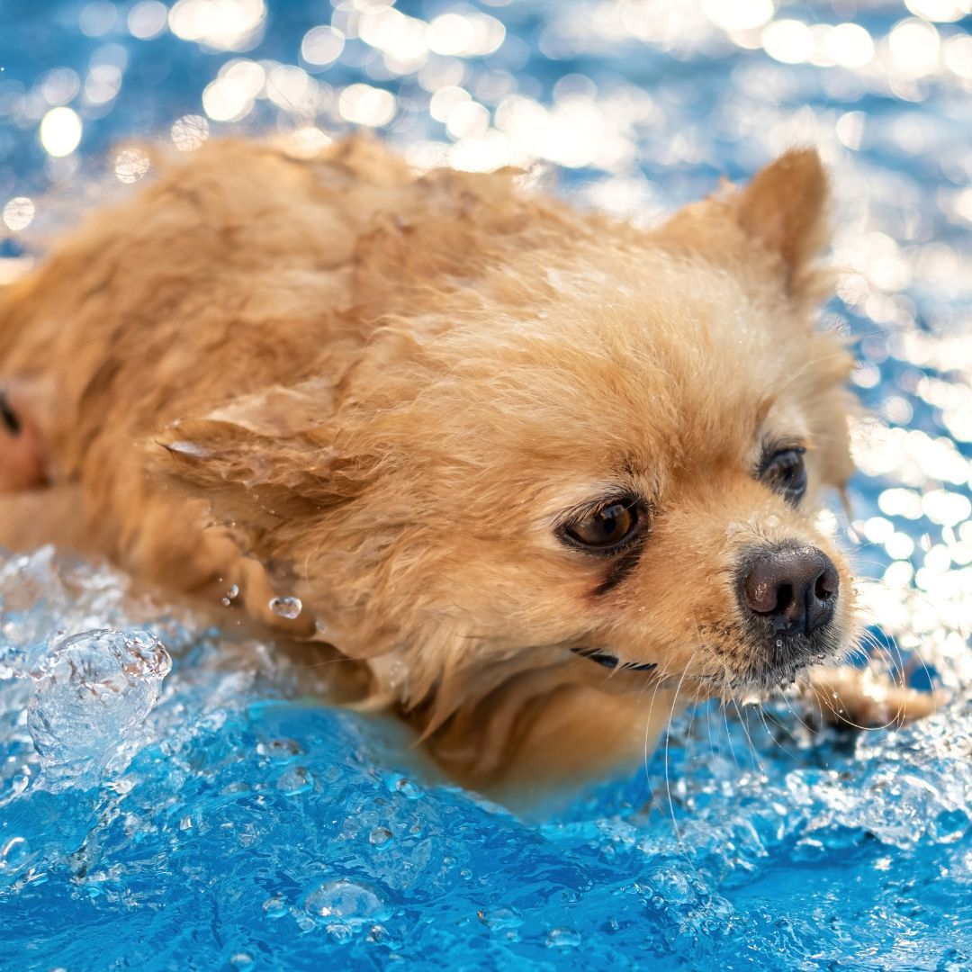 Fluffy tan dog swimming in blue water, focused expression.