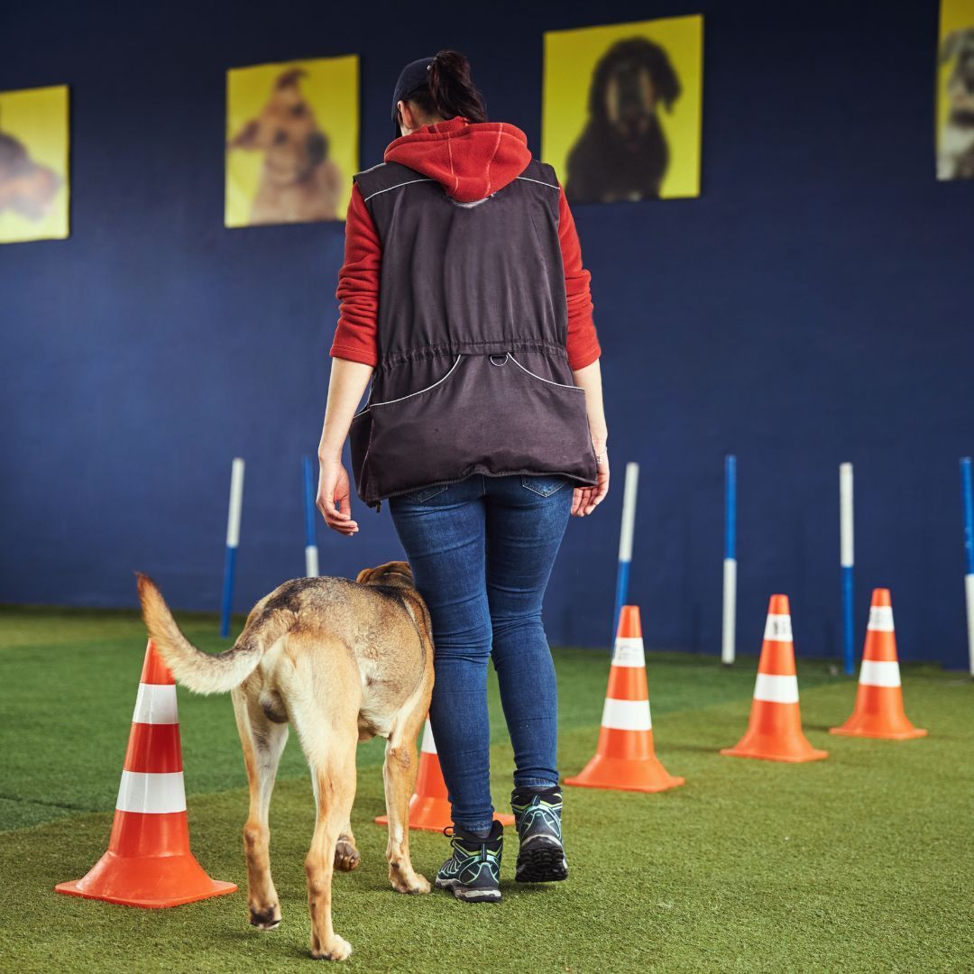 A person trains a tan dog with orange cones in a dog agility class.