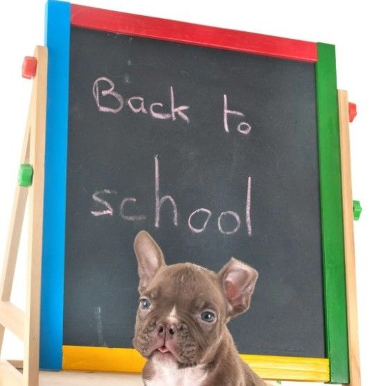 French Bulldog puppy in front of a chalkboard that says 