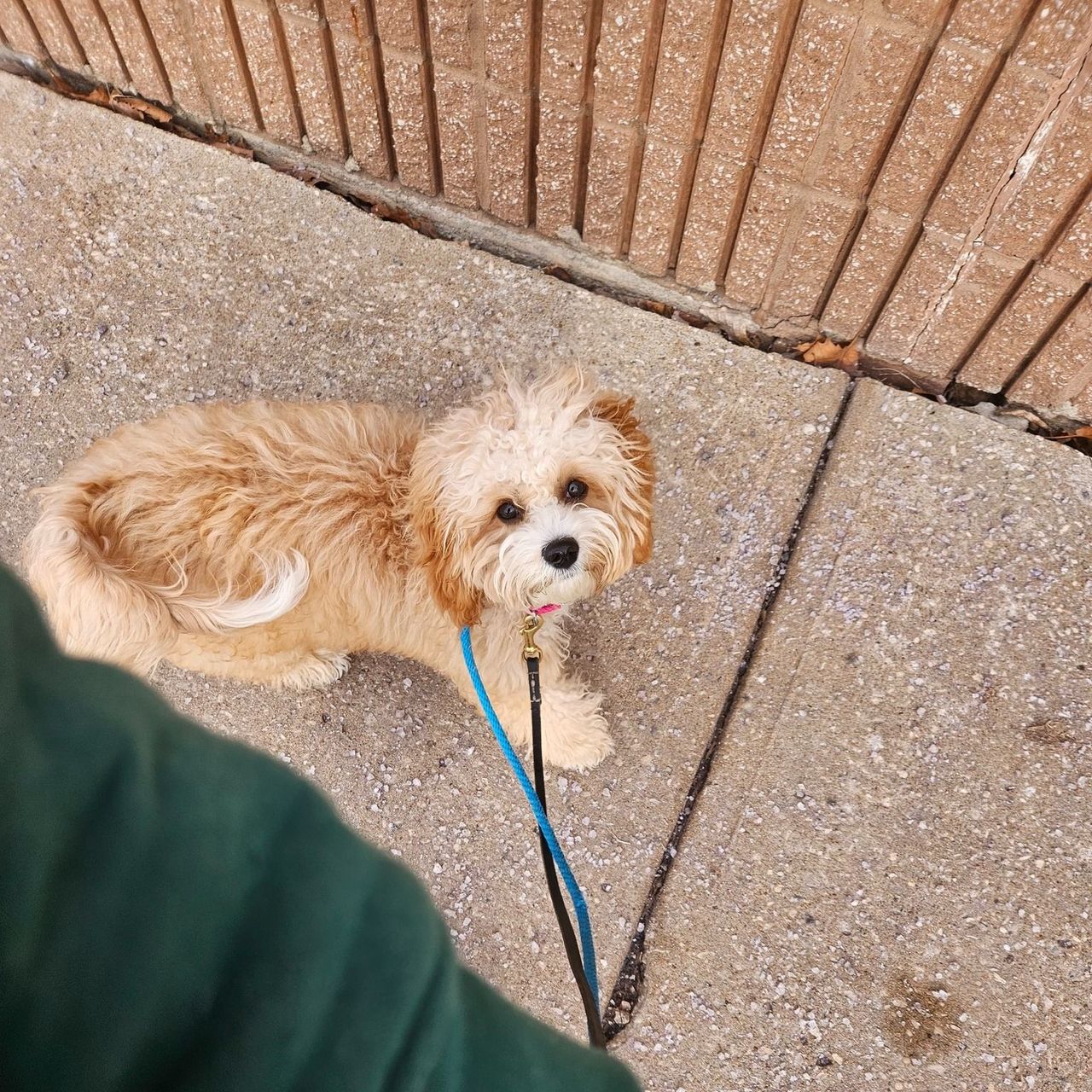 Small tan and white dog on a leash, sitting on a sidewalk, looking up with a curious expression.