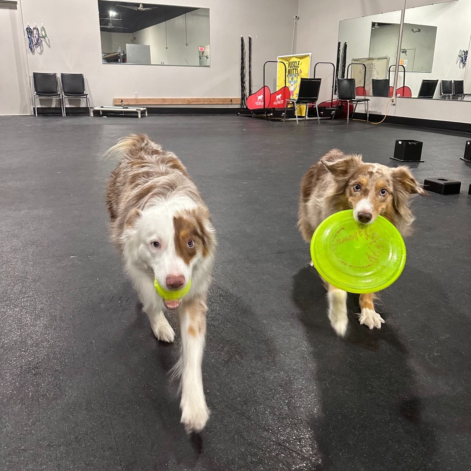 Two dogs, one with a ball, the other with a frisbee, inside a gym.