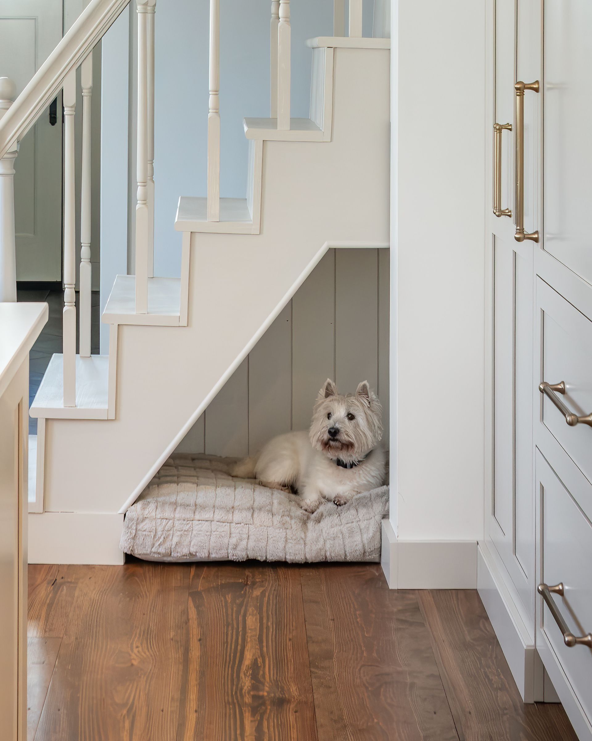 Small dog resting on a cushion under a staircase in a bright hallway