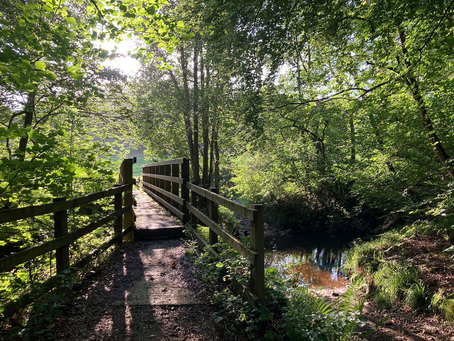 Wooden footbridge through a sunlit green forest beside a small stream