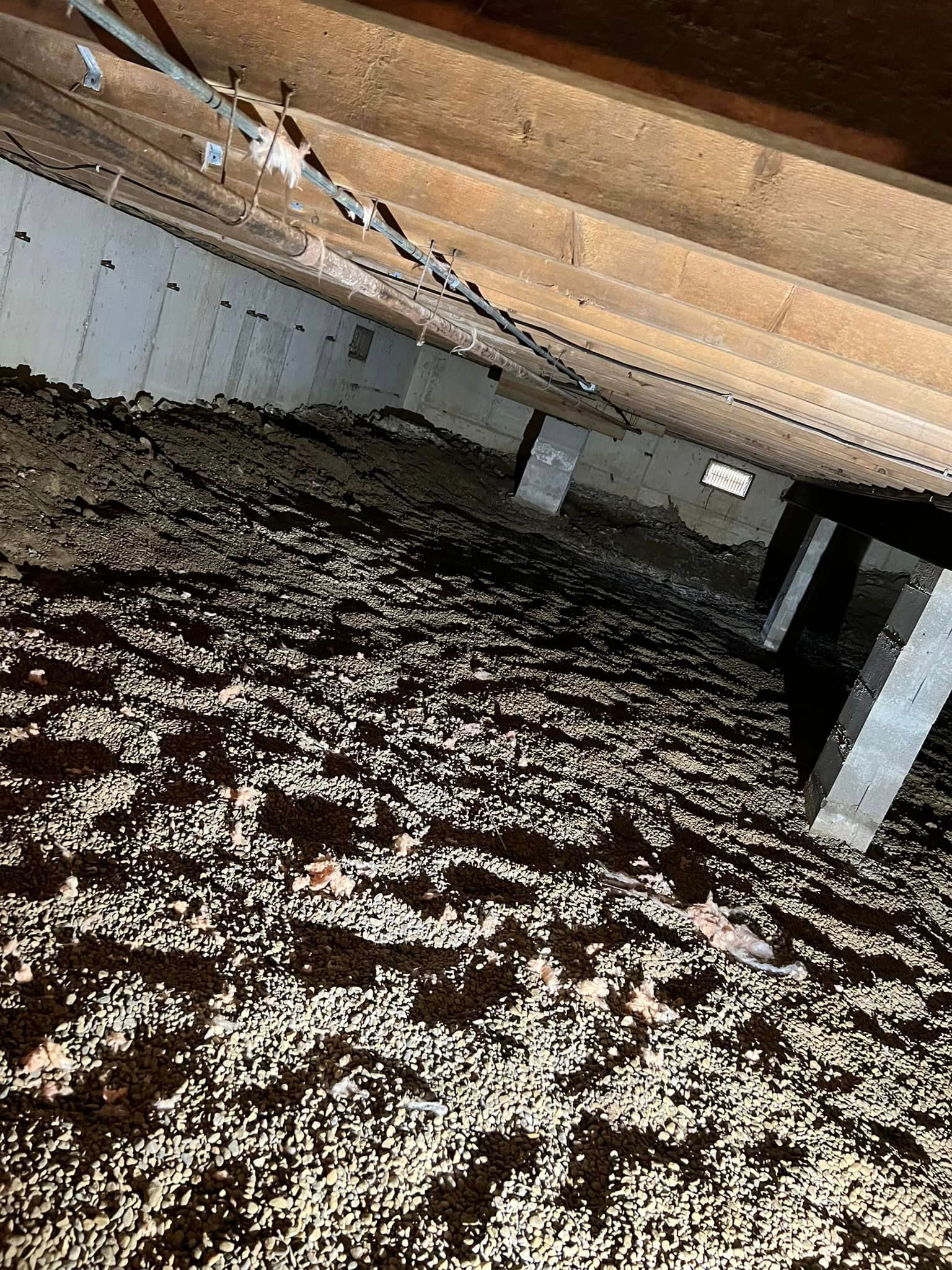 A bunch of ants are crawling on the floor of a basement.