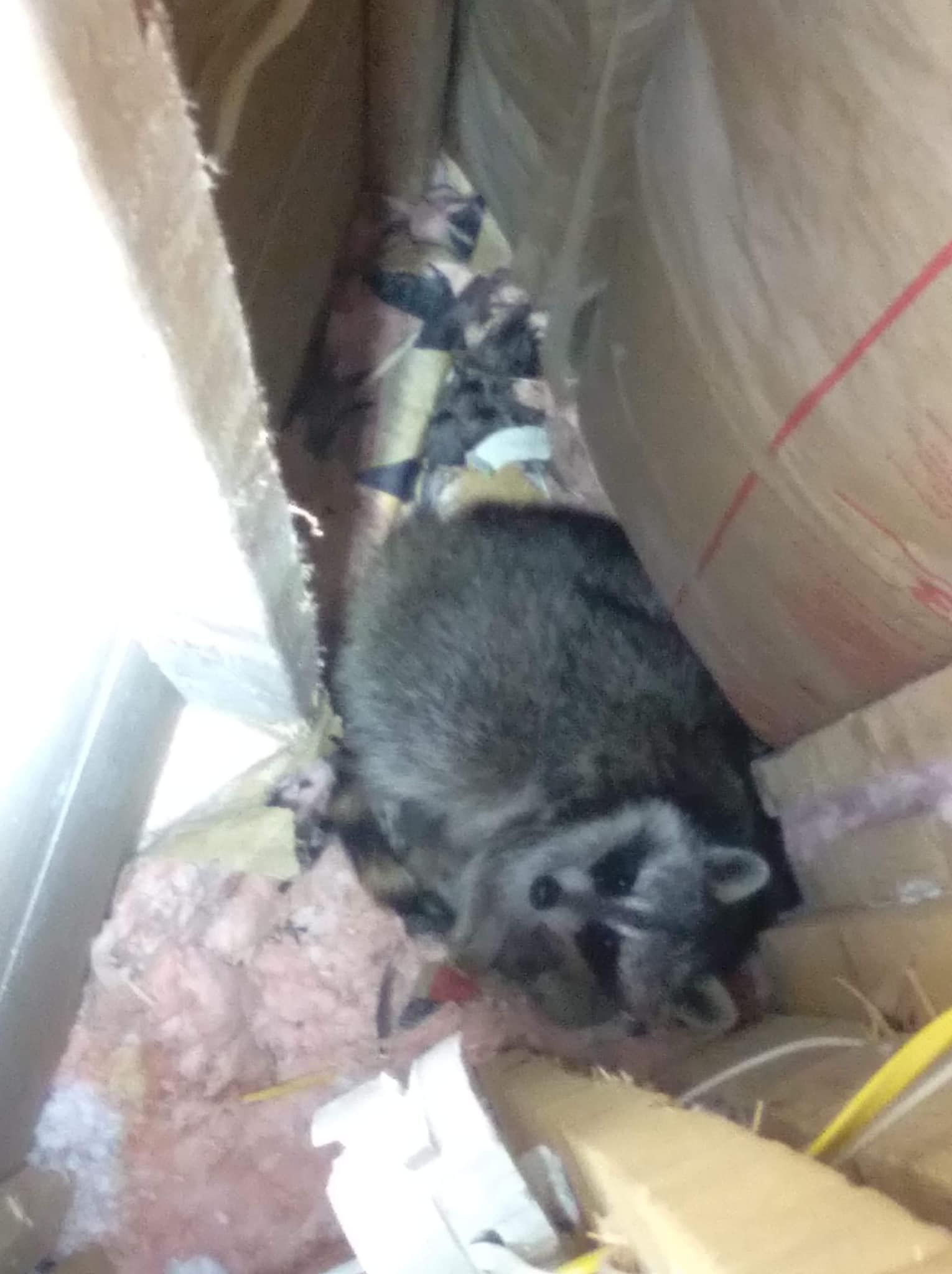 A raccoon is laying in a cardboard box.