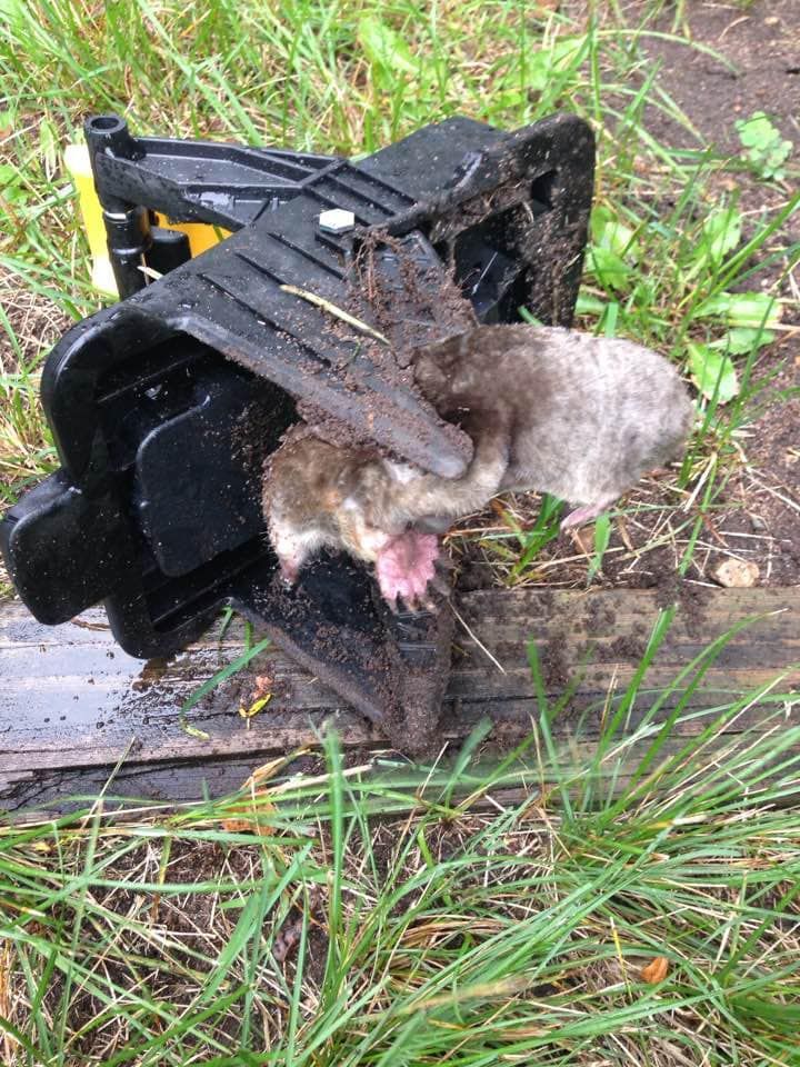 A rat trap with a rat stuck in trap