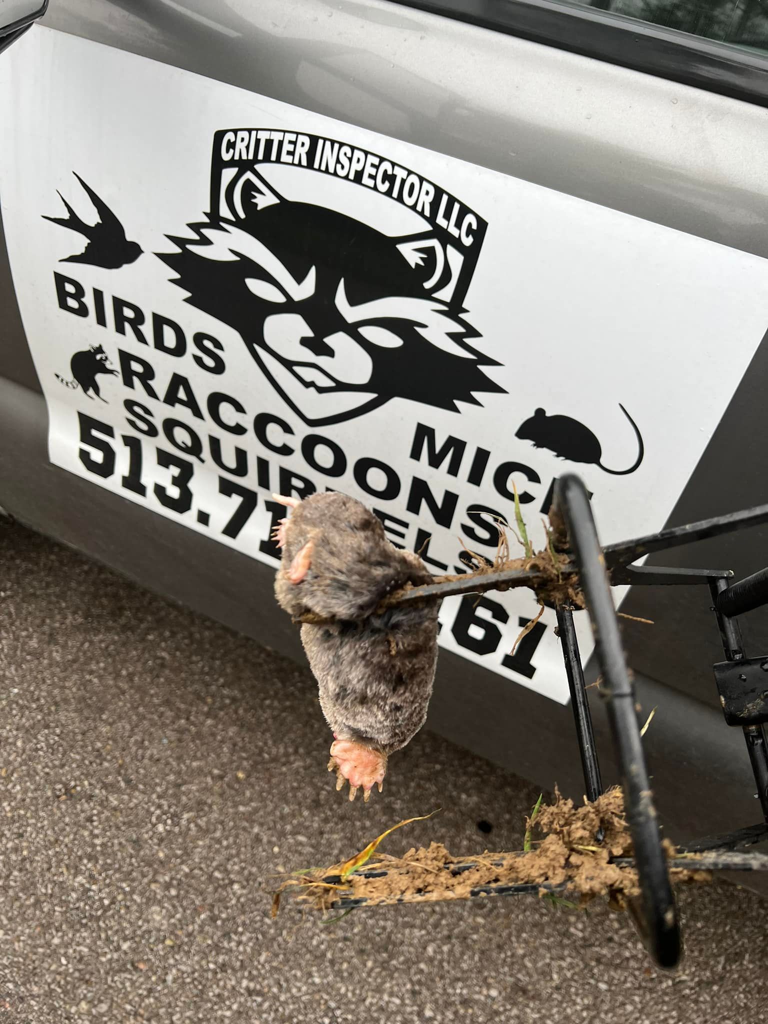 A raccoon is hanging from the side of a car.